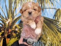 Maltipoo yavrularım yeni sahibini bekliyor