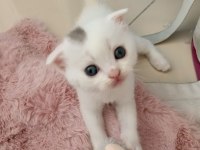 Beyaz scottish fold