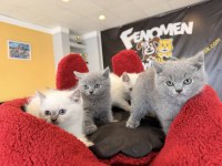 KEDİCİDEN RENK RENK BRITISH SHORTHAIR YAVRULARI