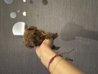 Evde büyüyen tuvalet eğitimli poodle yavrular