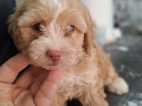 MALTİPOO BEBEKLERİM SAĞLIK VE IRK GARANTİLİ