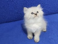 İstanbul içi 7/24 Adrese teslim longhair British ponçik
