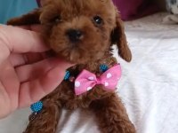 Safkan Toy Poodle bebekler ev üretimi Çorlu