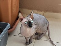 A KALİTE SFENKS DİŞİ İLK KİZANİNİ ATLATTI