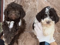 Portekiz su köpeği çok şirin yavrular