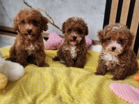 MALTİPOO YAVRULARIMIZ