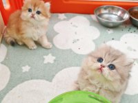 British longhair kediler safkan