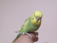 Jumbo Muhabbet Kuşu Yavrular