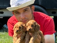 Maltipoo yavrularımız çiftliğimizden