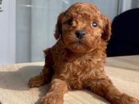 MİKROCHİPLİ HİPOALERJENİK RED BROWN KOREKAN POODLE