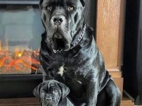 GECE GİBİ SİYAH CANE CORSO YAVRULAR GELECEĞİN DEVLERİ