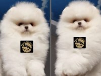 Pets World Kentpark Pomeranian Boo