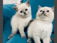 SAFKAN BLUE POİNT BRİTİSH YAVRULARIMIZ