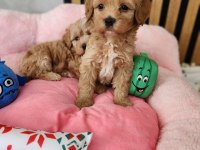 MALTİPOO YAVRULARIMIZ