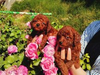 Toy Poodle yavrular ruhsatlı çiftlikten