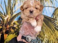 Maltipoo yavrum sağlık ve ırk garantilidir