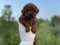 Sağlık ve ırk garantili toy poodle yavrularımız