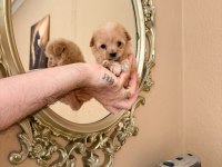 Teacup maltipoo bebekler