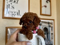 Mini Boy Teacup Poodle Yavru