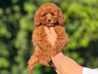 AŞILI TEACUP KOREA KG VE SAĞLIK GARANTİLİ