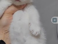 British shorthair kedimiz