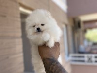 Pomeranian kar topları hazır