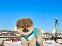 AYI SURAT POMERANİAN BOO YARU