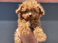 4 aylık tiny kore poodle 700 gr petmo den