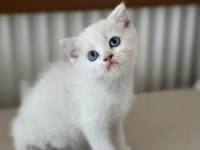 Kar beyaz mavi gözlü british shorthair ve longhair