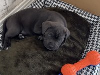 40 günlük şecereli cane corso