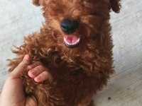 Poodle köpeğimiz