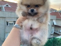 Erkek orange pomeranian boo