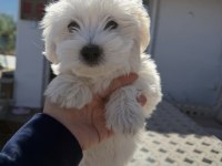 Sevimli Maltese Yavruları