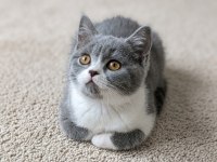 Muhteşem Renk British Shorthair Bicolor Dişi Yavrular