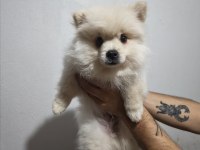 1,5 yaşında kusursuz mini dişi üst kalite pomeranian