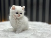 LONGHAİR BRİTİSH WHİTTE KAR BEYAZ MAVİ GÖZ