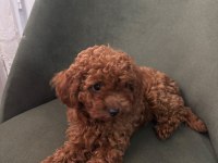 Minik Kore poodle