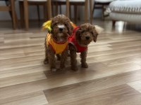 Erkek toy poodle yavrularım aşılı wc eğitimli yaz