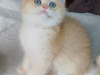 Irk garantili golden british shorthair bebekler