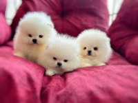 3 EFSANE SIFIR BURUN POMERANİAN PRENSESLER