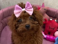 SÜPER KALİTEDE POODLE SAĞLIK GARANTİLİ GÜVENİLİR