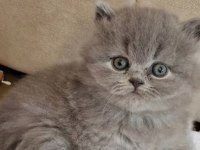 BRITISH LONGHAİR KEDİLERİ