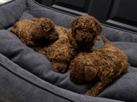Üretim ve Bakım Ruhsatlı evimizden toy poodle