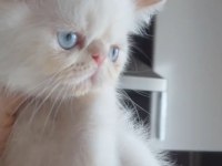 Doll face gerçek safkan KremPoint erkek Kedimiz