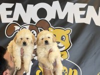ORJİNAL GOLDEN RETRIEWER YAVRULR SAFKAN BELGELİ ANKARA