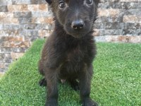 Bombacı malinois yavrularım