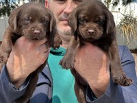 Labrador çikolata siyah yavrular hazırda