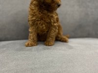 Poodle Köpeğimize Yeni Yuvasını Arıyoruz