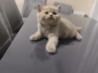 FAWN BSH SAFKAN ŞECERELİ BRİTİSH SHORTHAİR