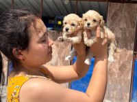 Maltipoo yavru köpekler